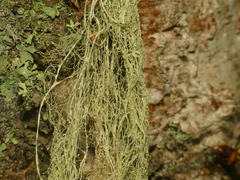 Ramalina thrausta