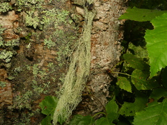 Ramalina thrausta