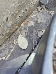 Gekko japonicus