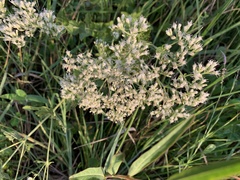 Eupatorium pilosum
