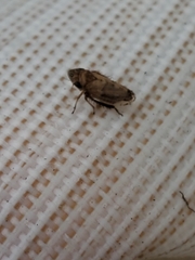 Anoscopus serratulae