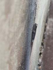 Gekko japonicus
