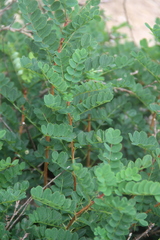 Caragana manshurica