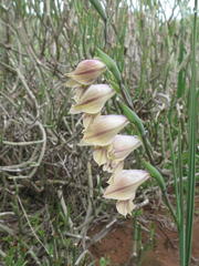 Gladiolus griseus