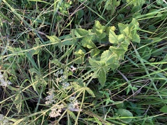 Eupatorium pilosum