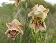 Gladiolus griseus
