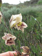 Gladiolus griseus
