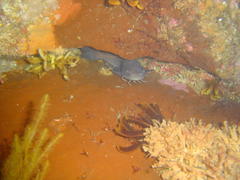 Sea Barbel photo 2
