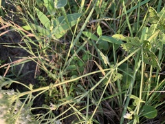 Eupatorium pilosum