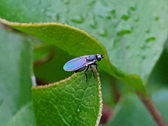 Agromyzidae