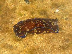 Philinopsis speciosa