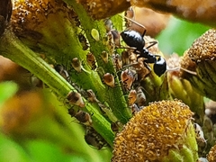 Metopeurum fuscoviride