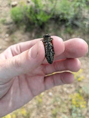 Hippomelas sphenicus