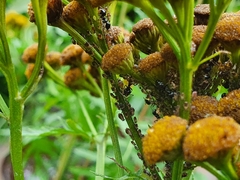 Metopeurum fuscoviride