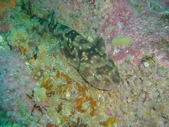 Haploblepharus pictus