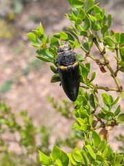 Hippomelas sphenicus