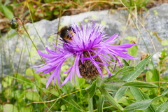 Centaurea nervosa