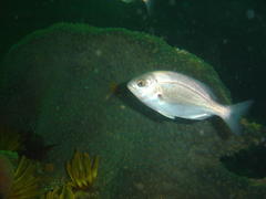 Pachymetopon blochii