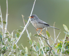 Balearic Warbler photo 2