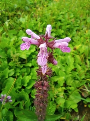Stachys palustris