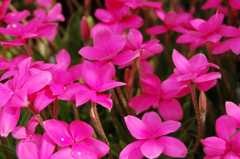 Rhodohypoxis