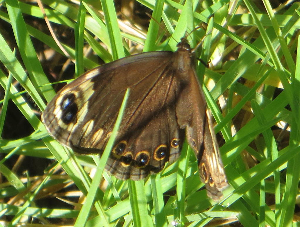 Cape Autumn Widow