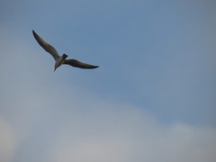 Larus