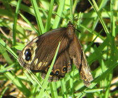 Dira clytus eurina