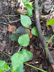Lamium galeobdolon