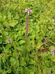 Stachys palustris