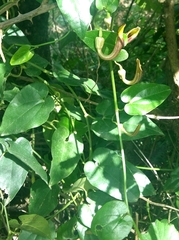 Aristolochia sempervirens