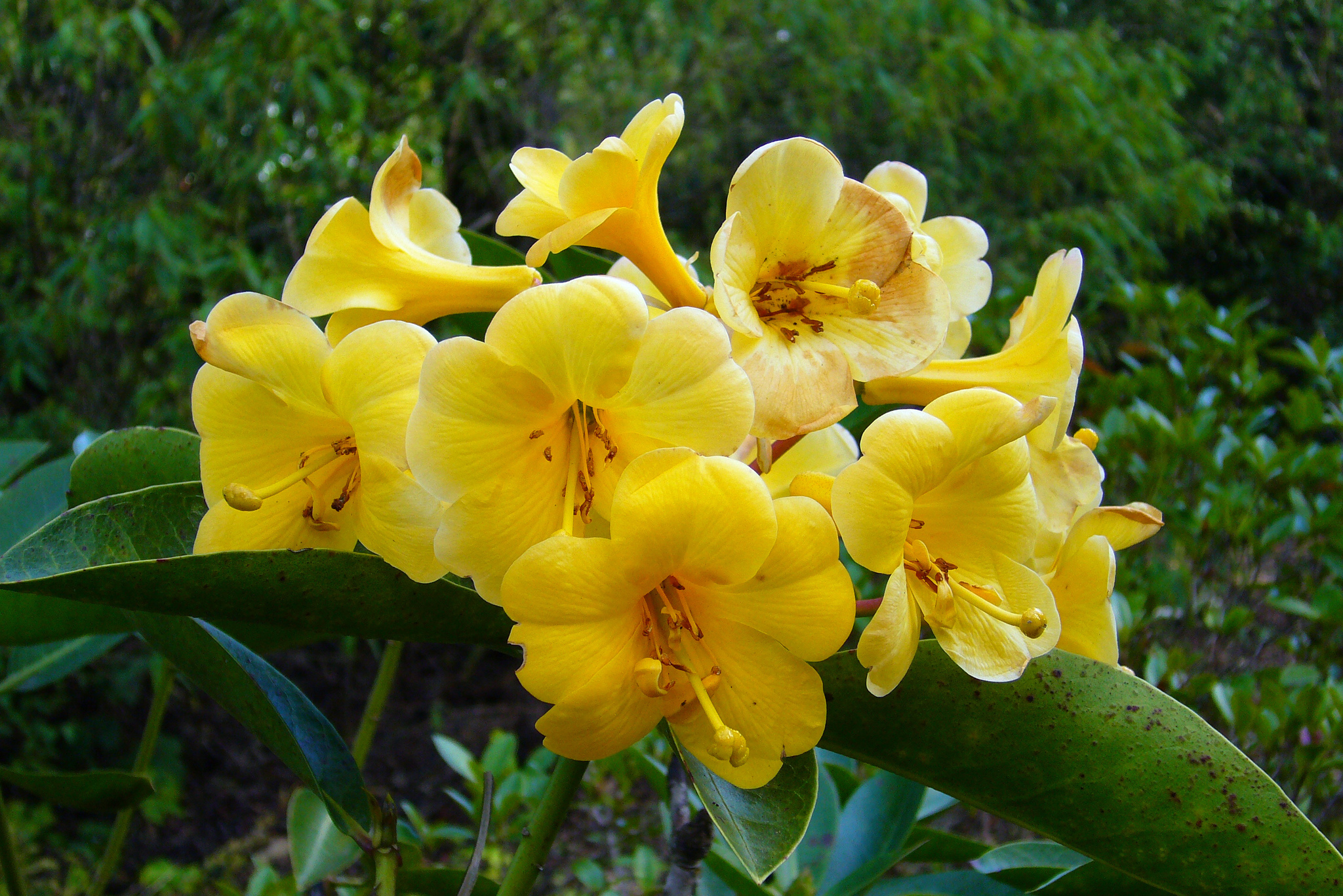 Vireya Rhododendron (Rhododendron laetum)  iNaturalist