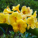 Vireya Rhododendron - Photo (c) Eric Hunt, some rights reserved (CC BY-NC-ND)