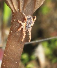Microcaeculus
