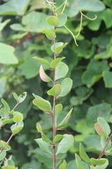 Berberis amurensis