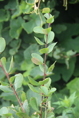 Berberis amurensis