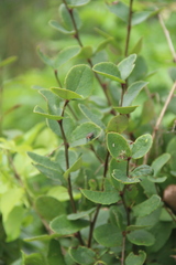 Berberis amurensis