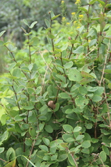 Berberis amurensis