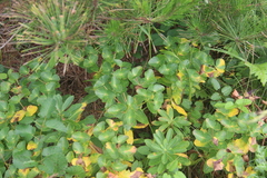 Euphorbia hylonoma