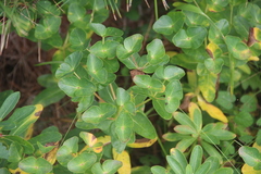 Euphorbia hylonoma