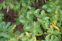 Euphorbia hylonoma