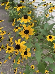 Rudbeckia triloba
