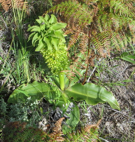 Eucomis autumnalis