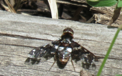 Exoprosopa caliptera