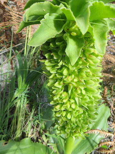Eucomis autumnalis