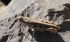 Calliptamus plebeius