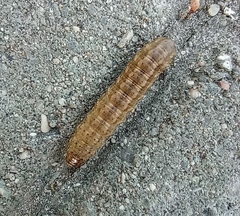 Noctua fimbriata