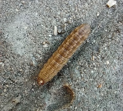 Noctua fimbriata