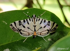 Conchylodes platinalis