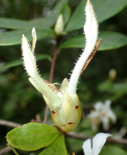 Image of Rhododendron serrulatum by (c) mfeaver, some rights reserved (CC BY)